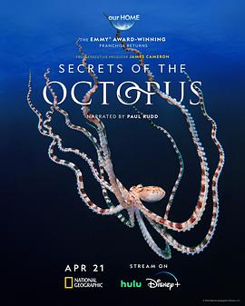 章鱼的秘密海报