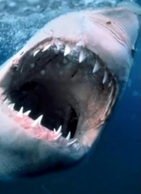 纪录片：海洋捕食者海报