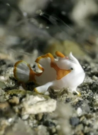 纪录片：海底世界海报