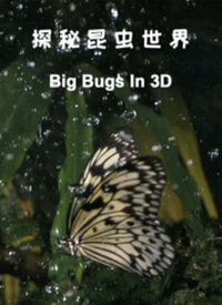 探秘昆虫世界海报