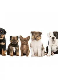 纪录片：家有萌宠海报