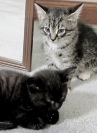 纪录片：萌宠记海报